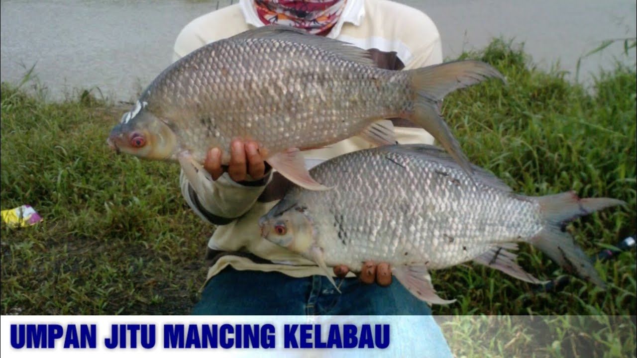 7 Umpan Mancing Ikan Hara/ Kelabau Paling Ampuh