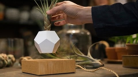 Quà tặng độc đáo Hà Nội (Cây Bonsai biết bay lơ lửng)
