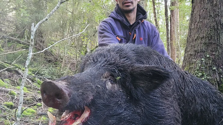 Band Of Brother's  episode 2. gopro on dog  184 pound native boar.