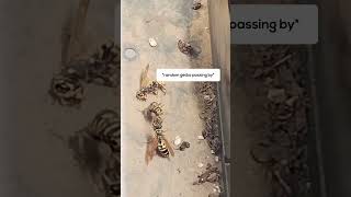 Just wasps casually fighting INSIDE my postbox #shorts