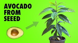 How to grow an Avocado plant from seed - TRY THIS!