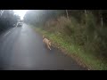 Dog not on lead runs out in front of traffic