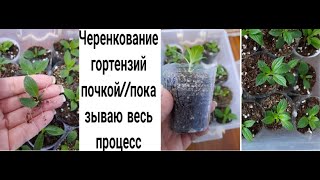 🌱Черенкование гортензии почкой🌱//показываю весь процесс↗️//✅️результат+эксперимент❓️