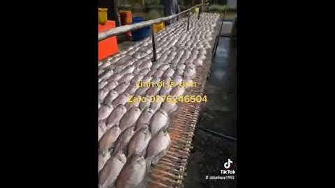 khô sặc bổi cà mau