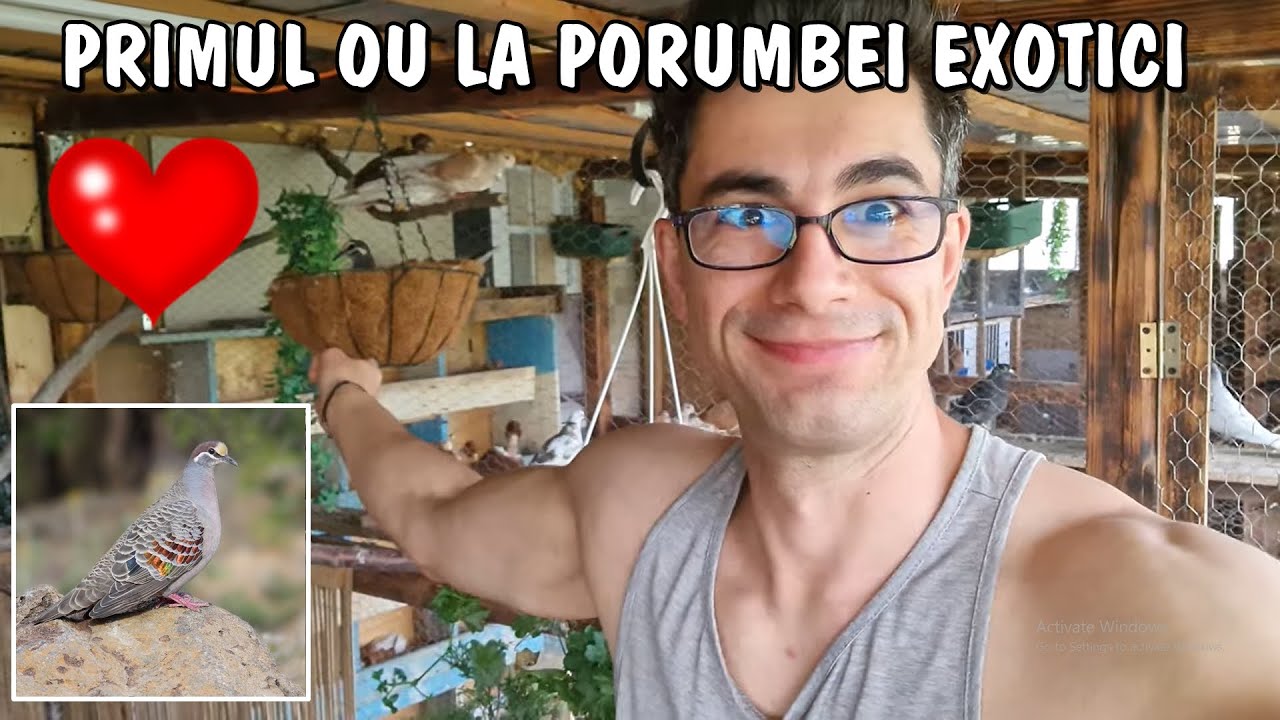 Viața la țară - sunt extrem de fericit pentru ca avem Primele ouă la porumbeii  exotici ❤