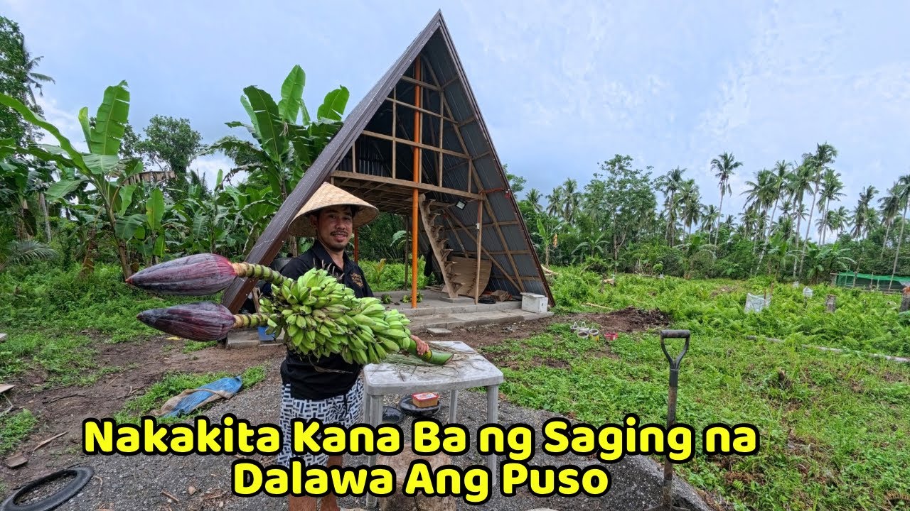 Saging Dalawa Ang Puso - Tuloy Ang Paggawa Ng Bahay Ng Black Pig, inabot na Kami Ng gabi 