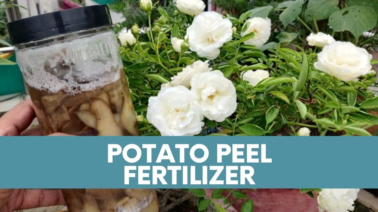 Potato Peel Fertilizer How To Make Potato Peel Fertilizer Organic
