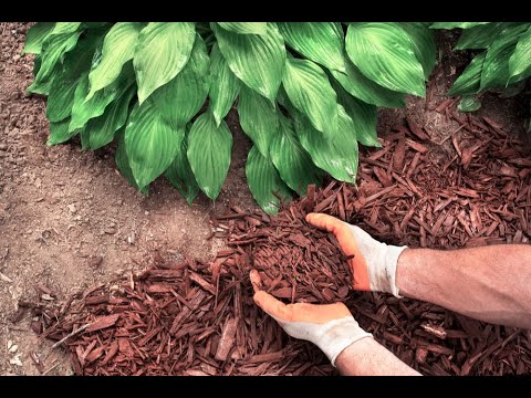 استخدامات سعف النخيل ح16 برنامج اليد الخضراء