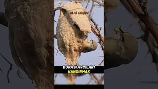 Bu Kuşun Yuvasında Sahte Kapı Var Şfet