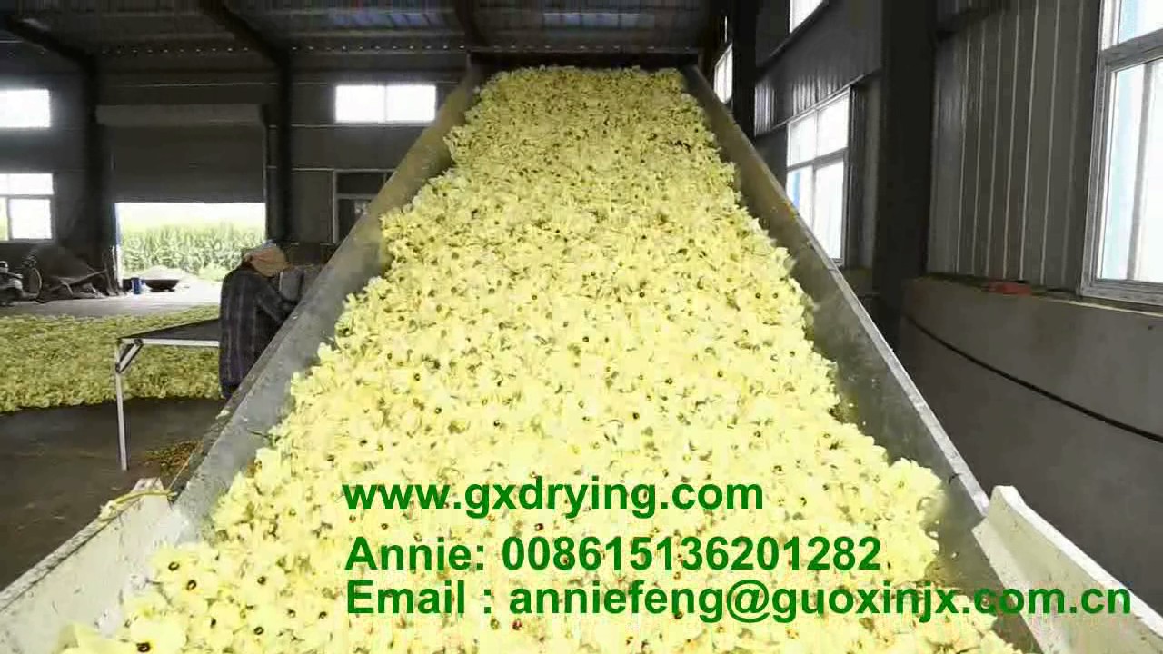 Flower drying machine new YouTube