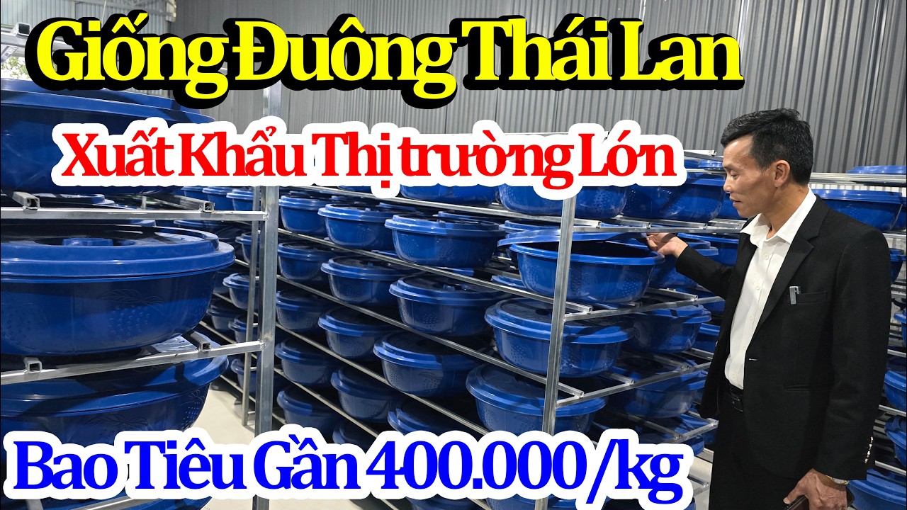 Thị Trường Xuất Khẩu Bao Tiêu Giá Cao - Không Lo Đầu Ra/ Mô Hình Đột Phá 2026