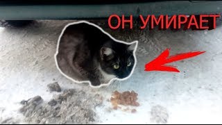 ВЛОГ: КОРМЕЖКА БЕЗДОМНЫХ ЖИВОТНЫХ #2 ВЛОГ: КОРМЕЖКА БЕЗДОМНЫХ ЖИВОТНЫХ #2