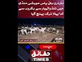 Goats Arrive at Karachi Northern Bypass Cattle Market Karachi Northern Bypass