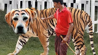 15 Rarest Dog in the World You won't Believe Exist