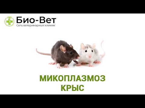 Микоплазмоз крыс. Ветеринарная клиника Био-Вет.