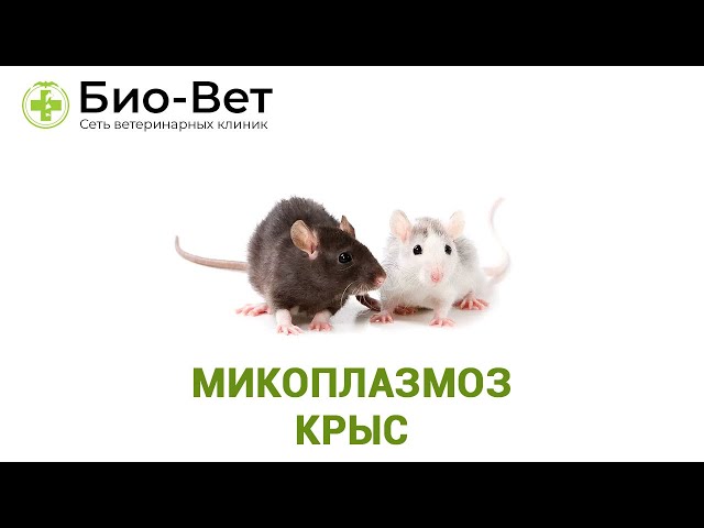Симптомы и лечение микоплазмоза у крыс