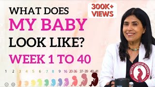 What does my Baby look like? Week 1 to 40 | Dr. Anjali Kumar | Maitri