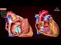 Gross anatomy of Right atrium (RA) - Medvizz Anatomy animated medical videos Usmle step 1