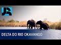 África selvagem: águas de rio inundam deserto e atraem rica diversidade de animais