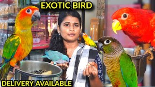 EXOTIC BIRDS SHOP IN CHENNAI | CHENNAI PETS CORNER LIVE VISIT