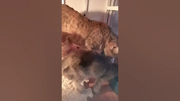 Video 3881941: cute munchkin, cats kitten cutecat catlovers