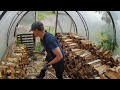 Stacking firewood to pile.
