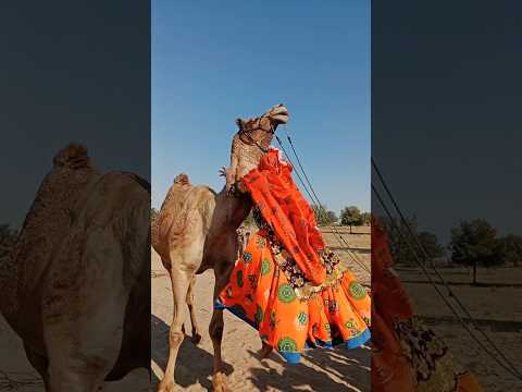 مشهد صادم في مدينة شهراتل