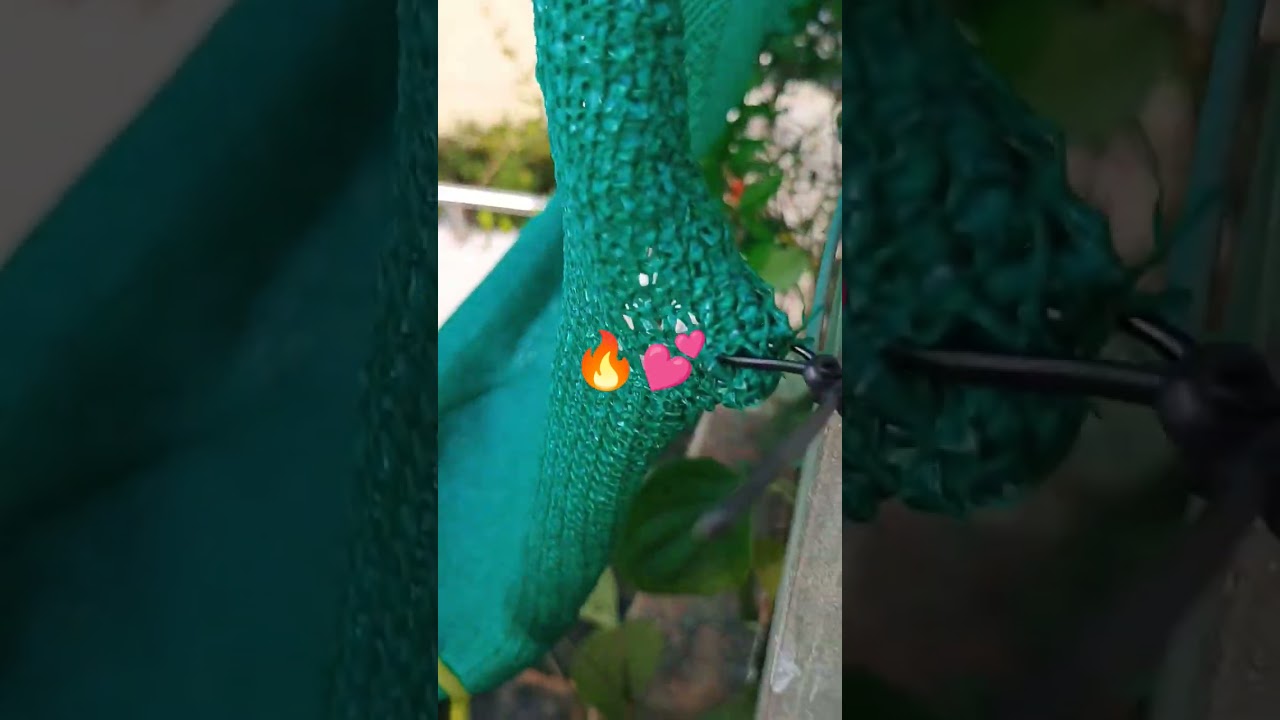 🙏🌱🍀 Verity plant on my #terrace like starting from #medicinal plant to#fruit n#vegeis plant 🥳📈