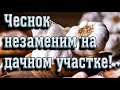 ➤ Чеснок незаменим на дачном участке ➤ Чеснок полезная штука. ➤   Как применить чеснок на огороде