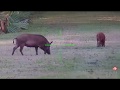 Hunting Texas Pigs w/ATN X-Sight ll on a 300 Blackout