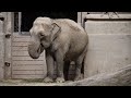 Quién es Scott Blais, el hombre que trasladará a la elefanta Mara al santuario de Brasil