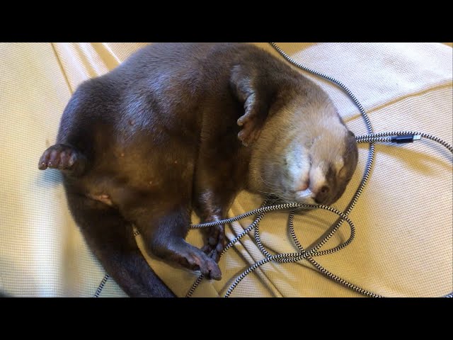カワウソさくら 超かわいい！寝る前のひと時 Cute sleeping appearance of otter