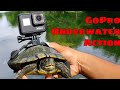 GoPro On Turtle and Fish!