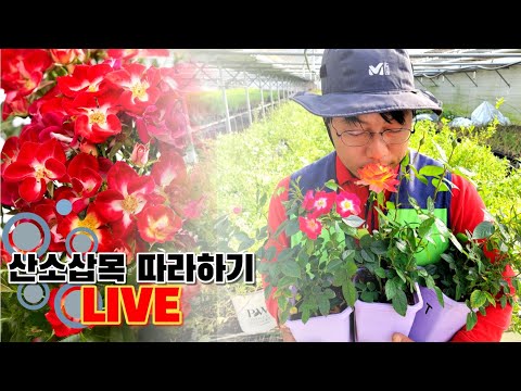 성공률 3배 Up ! 산소삽목 하나씩 따라하기 (feat. 텃밭지기)