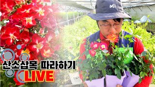 성공률 3배 Up ! 산소삽목 하나씩 따라하기 (feat. 텃밭지기)