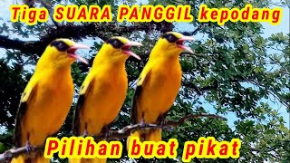 TIGA SUARA PANGGIL KEPODANG JANTAN PILIHAN BUAT PIKAT