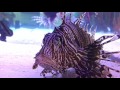 700 gal saltwater lionfish predator aquarium at rumfish grill