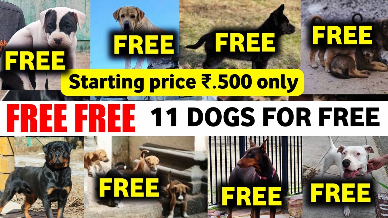 11 собак бесплатно | Начальная цена ₹500 | Питбуль | Ротвейлер | Доберман | Бельгийская малинуа