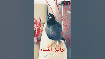 ماجمل تاثر الطائر مع تلاوة ايات من القران الكريم