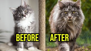 How Maine Coon Kitten Grow Day By Day; 0-10 Weeks