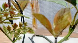 Giant Golden Asian Mantis Molting L7