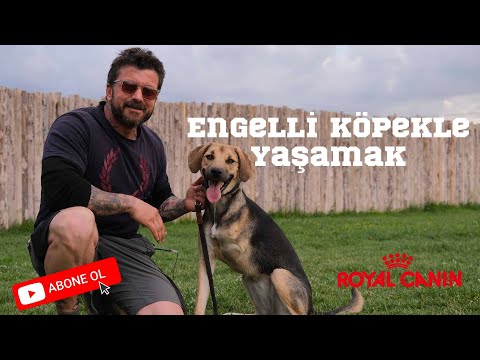 Video: Köpekler kıskanır mı?