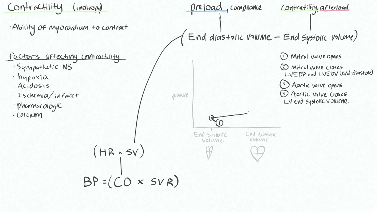 Cardiac 1 - Blood pressure determinants, stroke volume, pressure volume curve, contractility