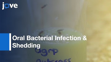 Oral Bacterial Infection & Shedding In Drosophila melanogaster l Protocol Preview