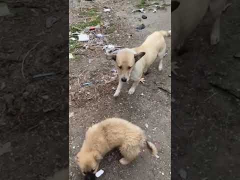 🆘Голодный малыш.Взяли в дом и сразу вернули на улицу😓 Помогите пристроить в хорошие руки 🙏🐶❤️🏡