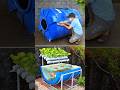 Super cheap aquaponic #shorts #aquarium #organicvegetables #freshvegetables