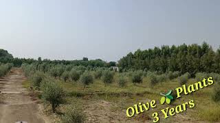 3 Years Olive Plants Growth and Hight