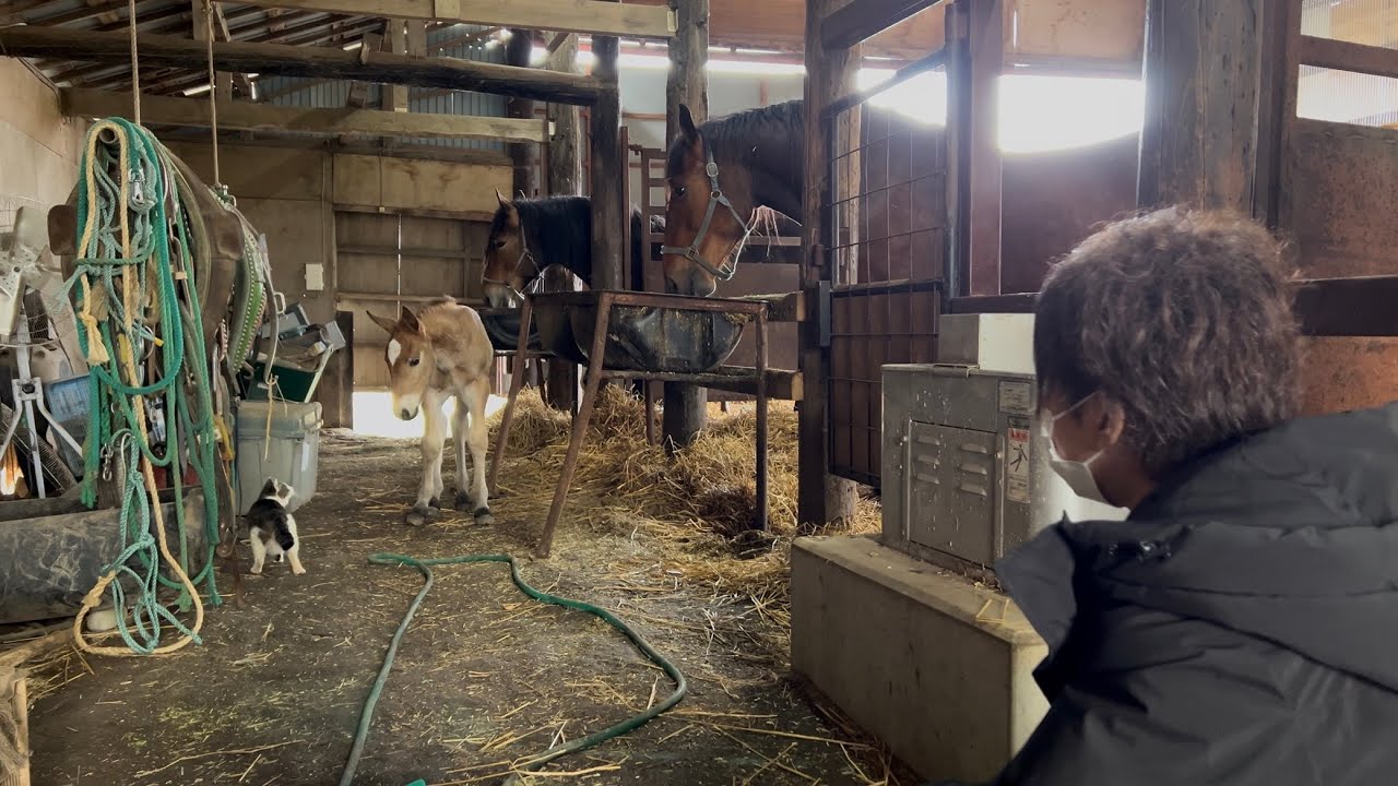 【ばんえい】体が小さすぎて馬房から抜け出す仔馬