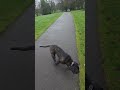 Day 6 content dog walk part 2 #7dayactivation ##bouncer #bouncerhub #canecoso #dogs #walk