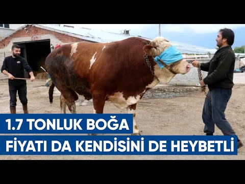 1.7 Tonluk Kurbanlık Boğa! Heybetli Boğayı 4 Kişi Tutamadı! İşte Fiyatı | AGRO TV Haber